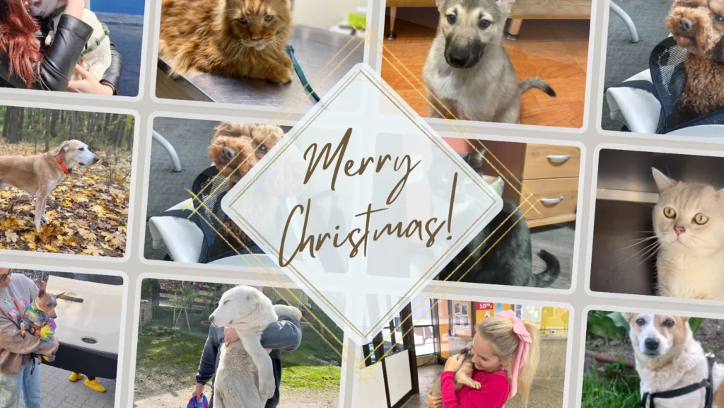 Wesołych Świąt | Teampets.eu