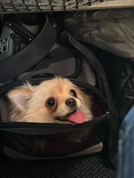 hundetransport im flugzeug